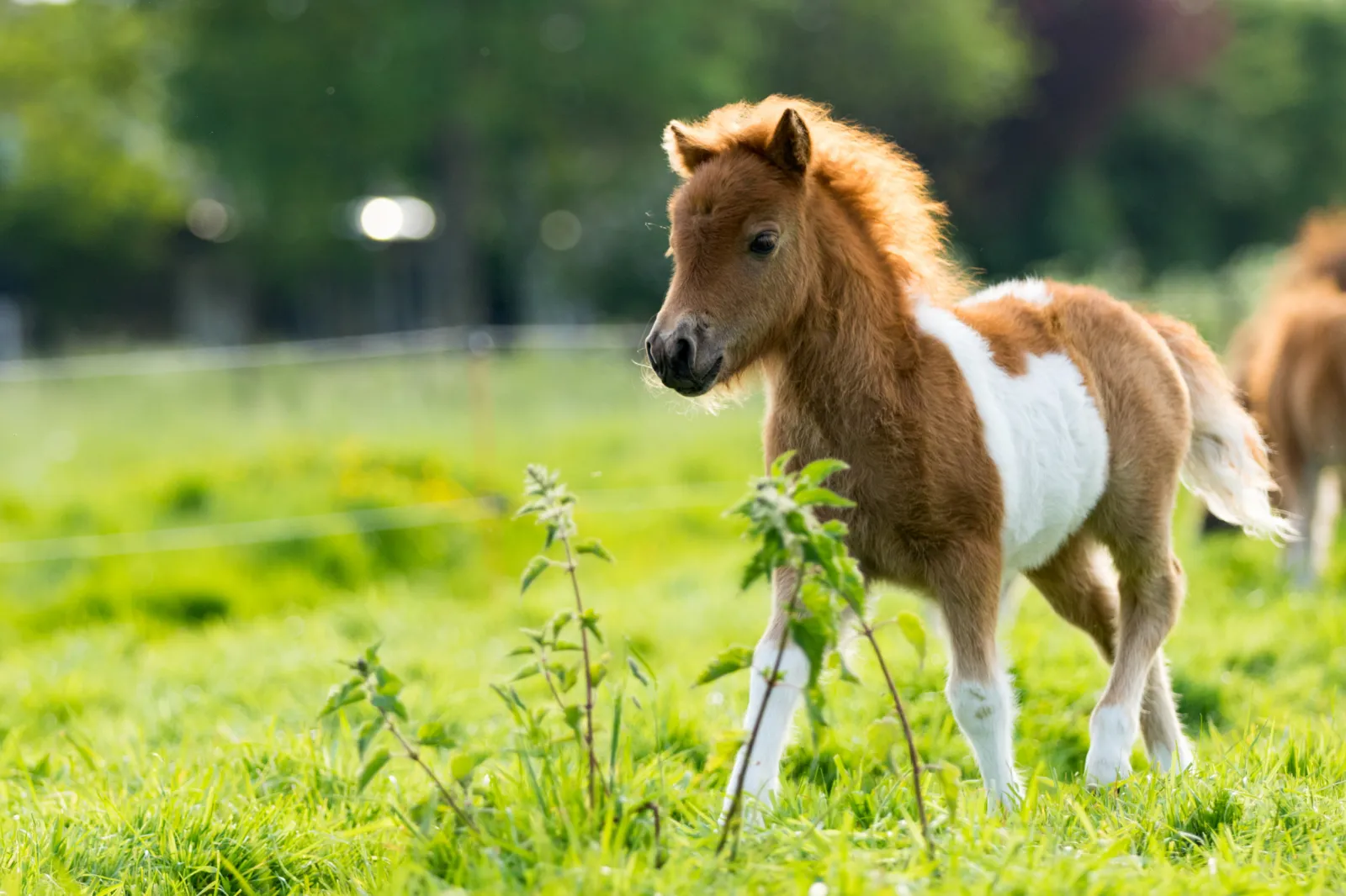 Pony Gets Embarrassed After Falling Over in Adorable Viral Video - Newsweek, image size:1600x1066