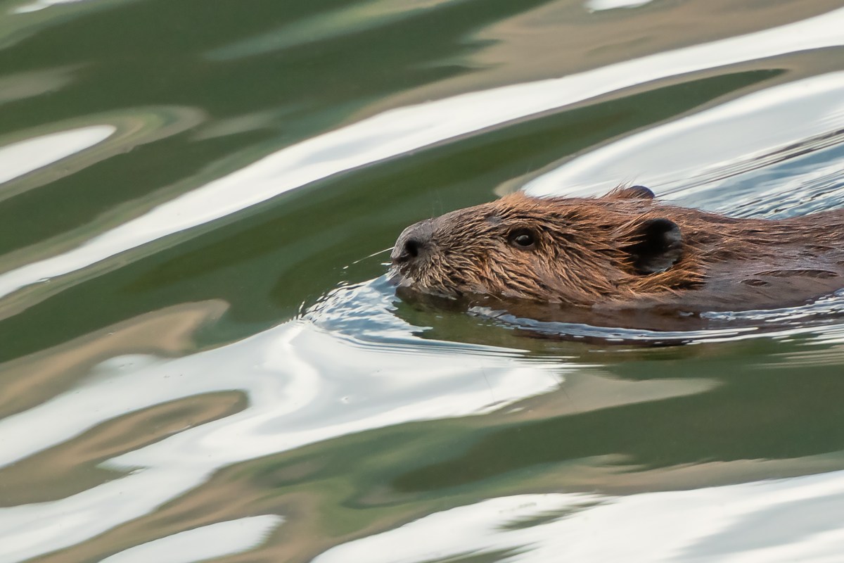 Squashed Beaver Man Survives Rabid Attack by Wild Beaver Covering Body in Bites ...