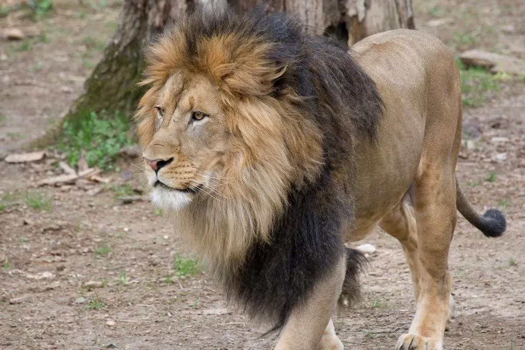 African Lion 