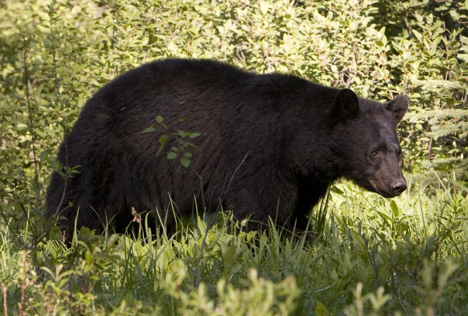 Mama Bear Teaches Cub How to Enjoy a Playground Slide in Adorable Video ...