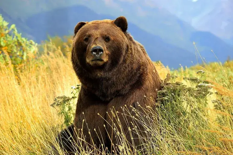 Alaskan Bears Practice for Hibernation in Adorable Viral Video