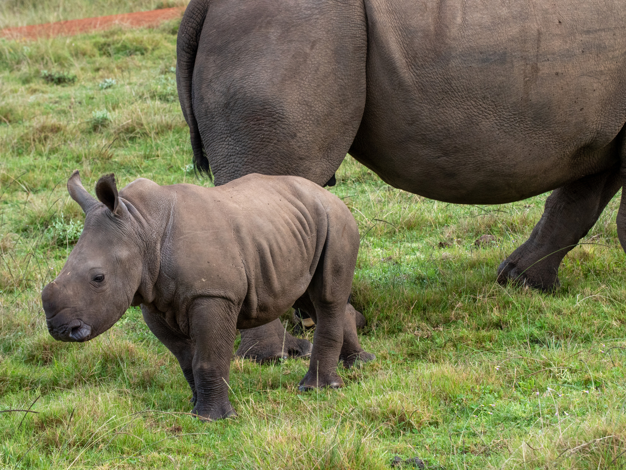 We're in AWWW': Rare Baby White Rhino Born at Drive-Through Safari