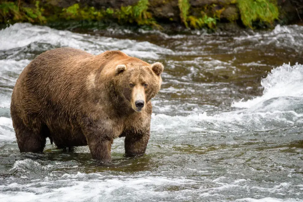 What, When Is Fat Bear Week? Watch Livestream to Help Choose National Park’s Biggest Bear