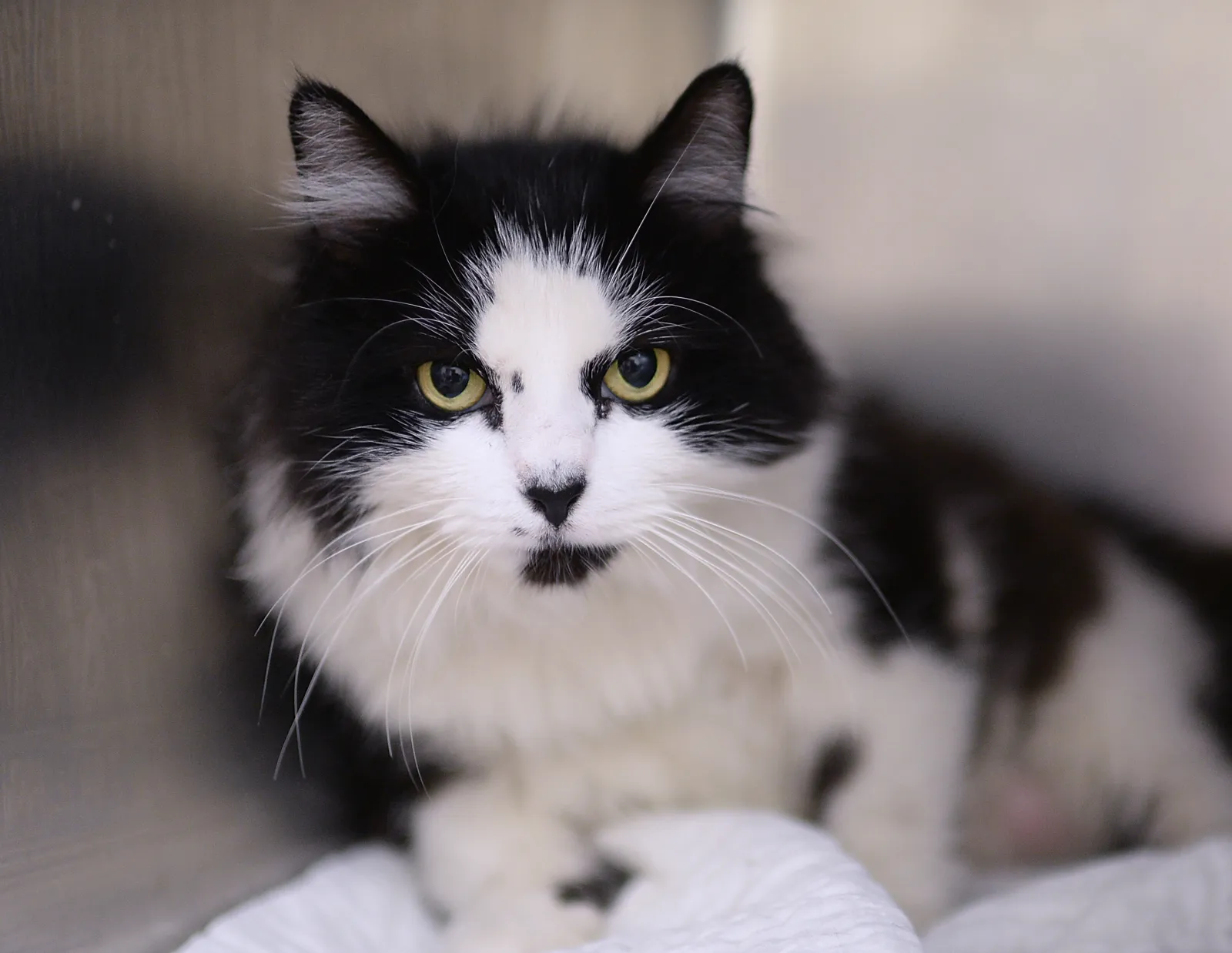 Man Accused of Animal Cruelty After Nearly 60 Cats Found In Storage ...