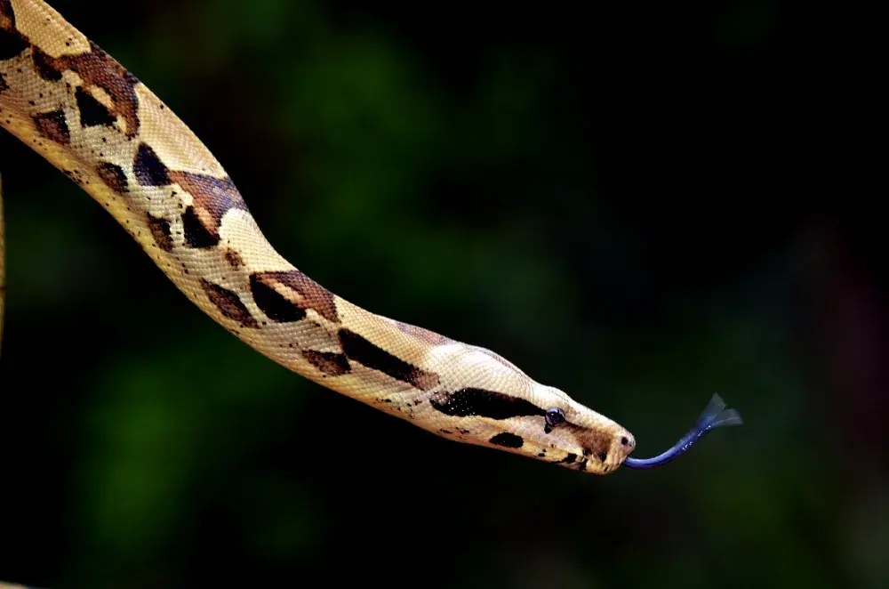iStock