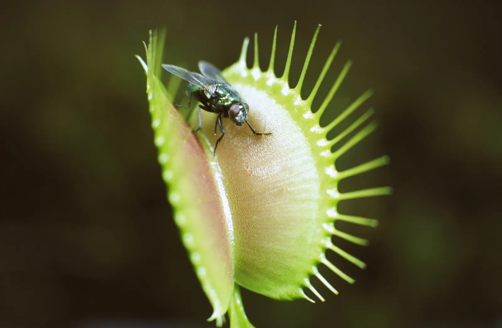 5 Carnivorous Plants That'll Help You With Your Insect Problem - Newsweek