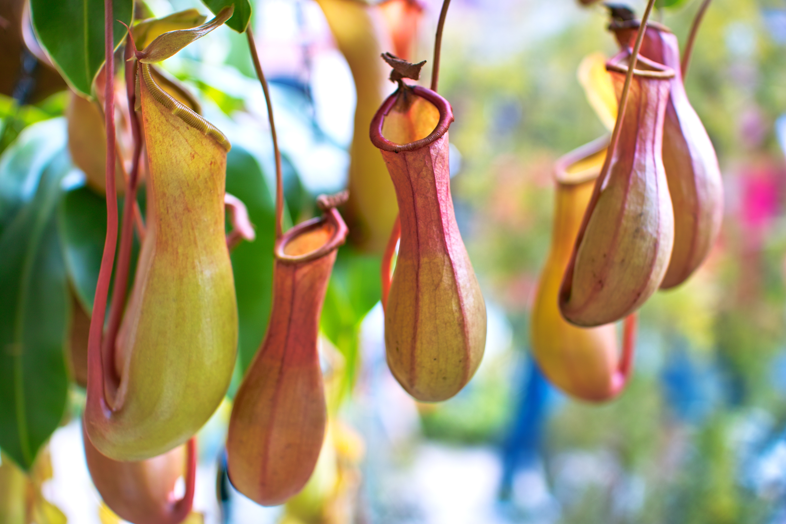hanging strawberry planters Hanging Strawberry Planter Pack of 2 main image 0