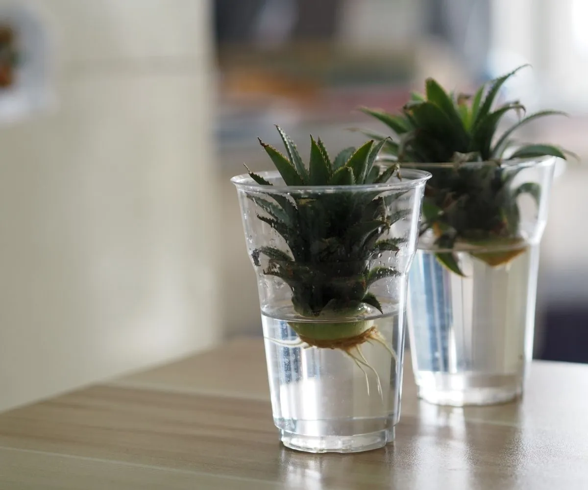 How Do Pineapples Grow, Exactly? Tips to Germinate the Tropical Fruit -  Newsweek