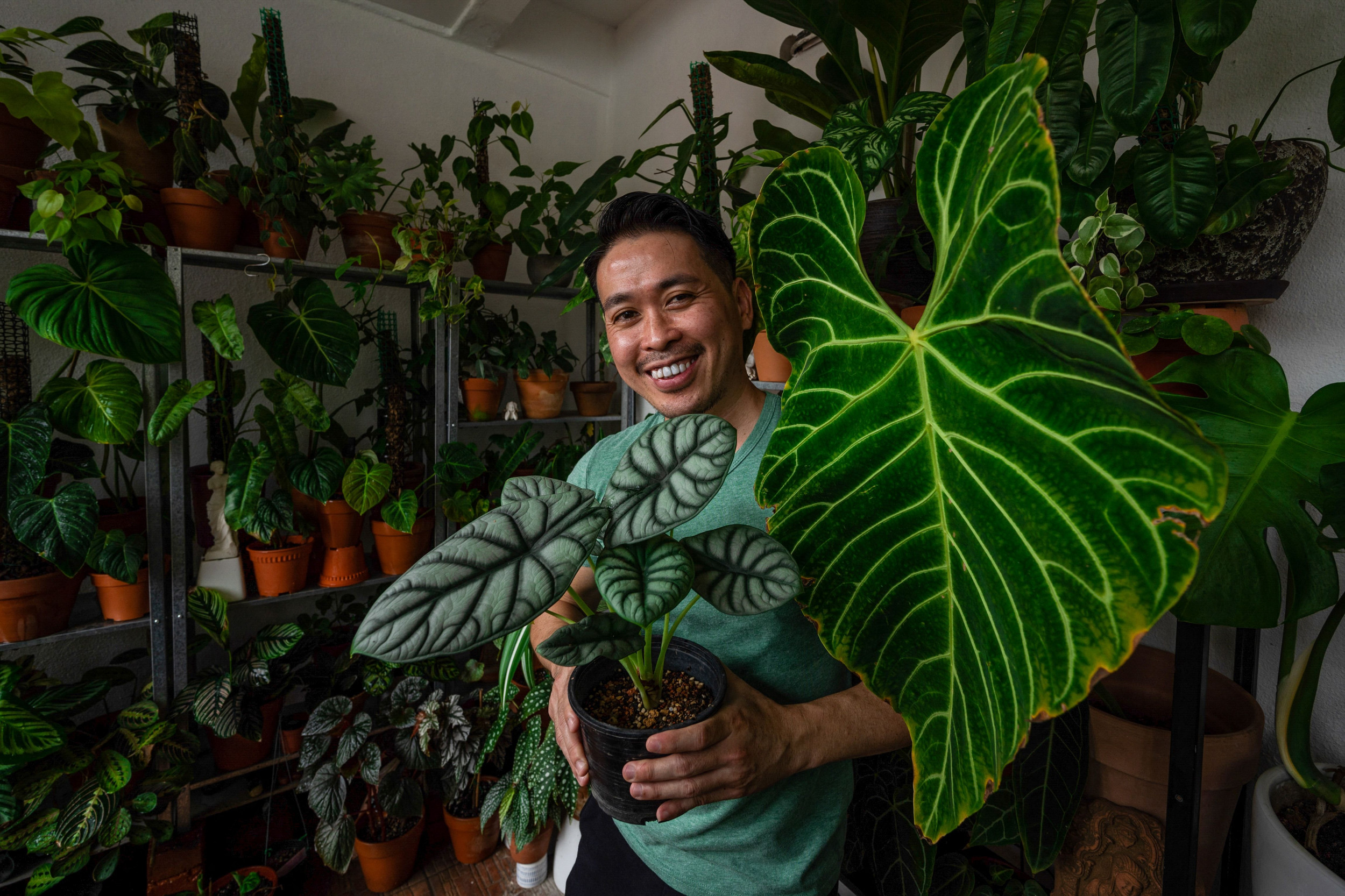 23 Beautiful House Plants That Don't Need Direct Sunlight - Newsweek