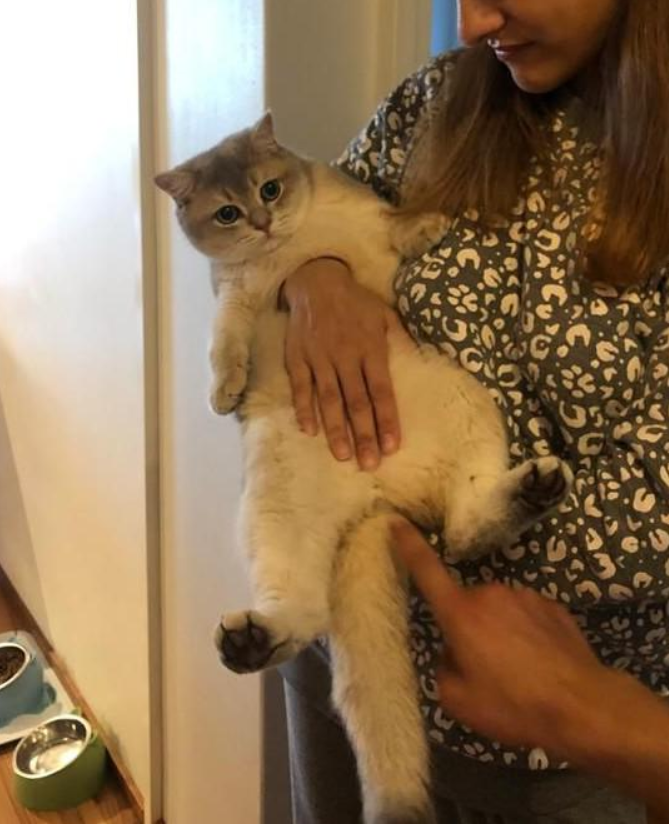 https://assets.newsweek.com/wp-content/uploads/2025/08/1916394-cat-optical-illusion.png