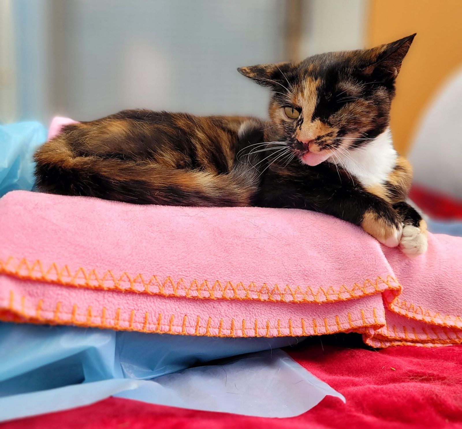 Cat Who Made ‘Miracle’ Recovery After Being Hit by Bus Finds New Home ...