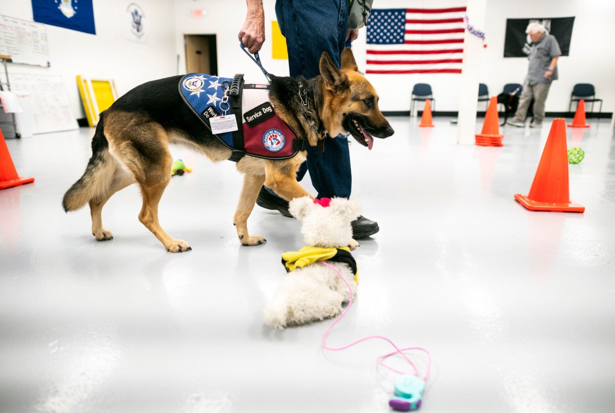 Homeless Iraq War Vet’s Service Dog Killed After Arrest for Panhandling ...