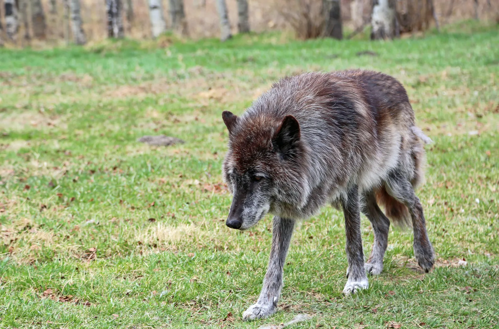 Woman Rescues 'Stray Puppy' Which Turns Out to Be a Rare Wolfdog - Newsweek, image size:1600x1056
