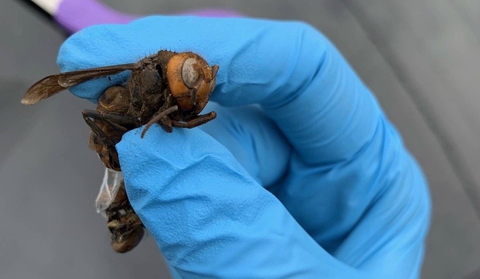 Murder Hornet Corpse Found in Beetle Trap Near Eradicated