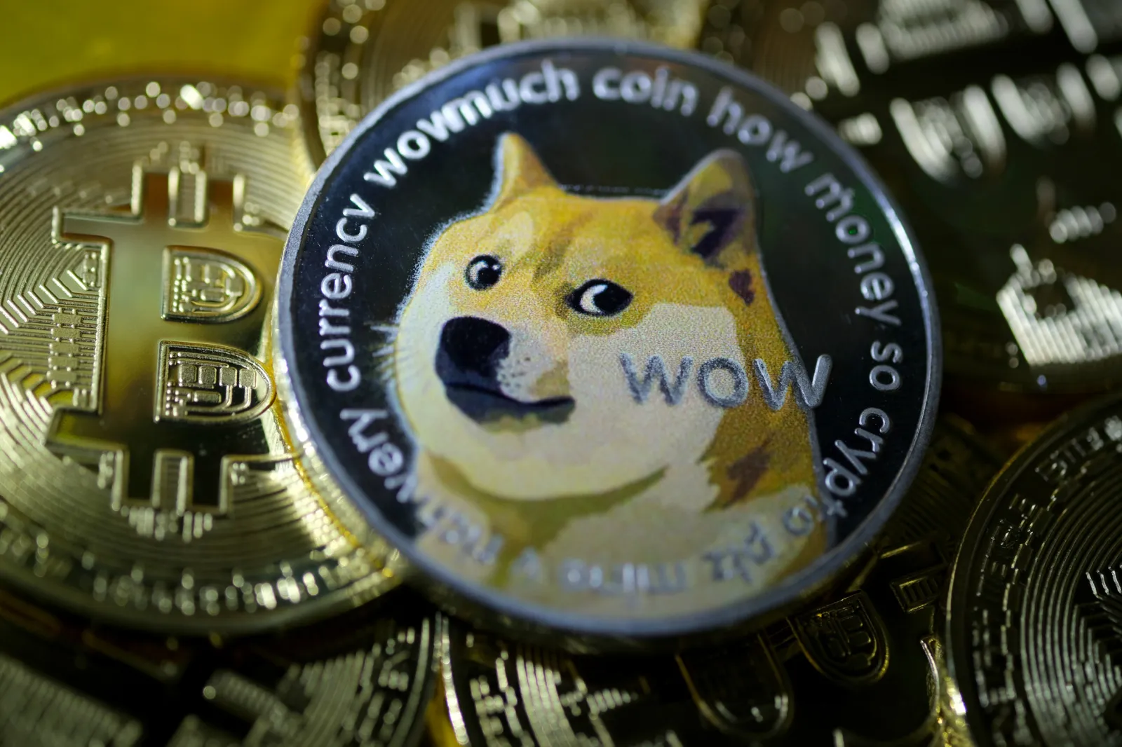 Famous Dog Behind Doge Meme and Dogecoin Celebrates 16th Birthday - Newsweek