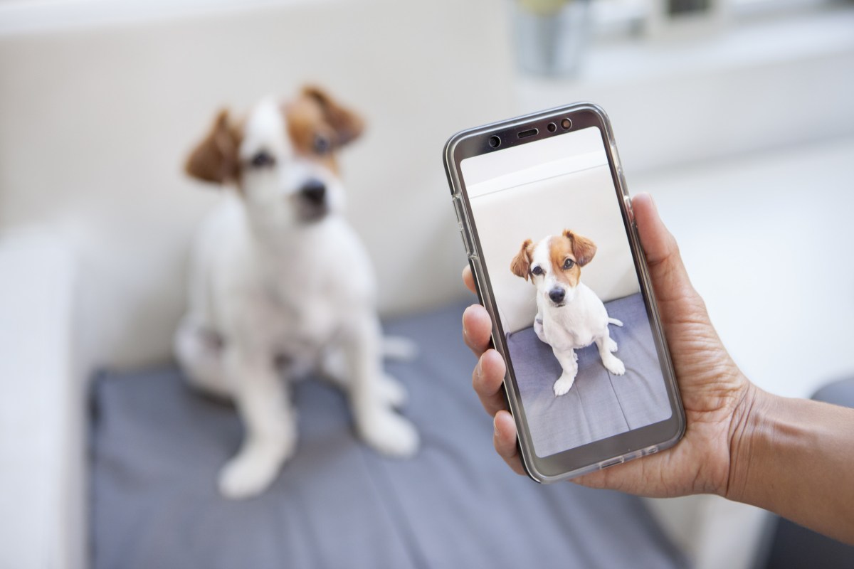 What Is the ‘1 Tree for Every Pet Picture’ Sticker on Instagram? Viral ...