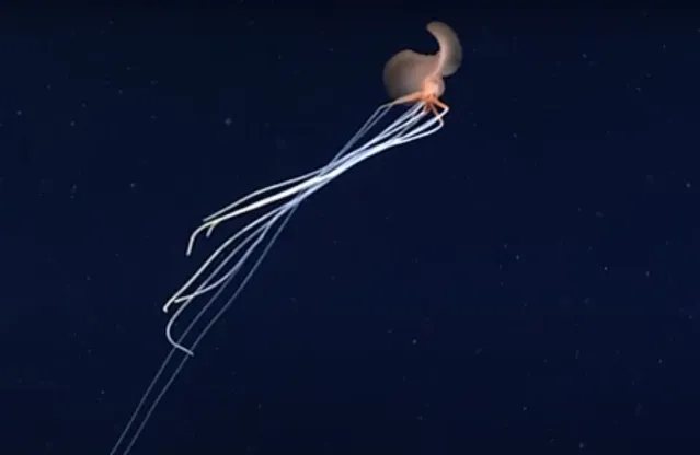 ‘Ghostly’ Deep-Sea Bigfin Squid Filmed Almost 8,000 Feet below the ...