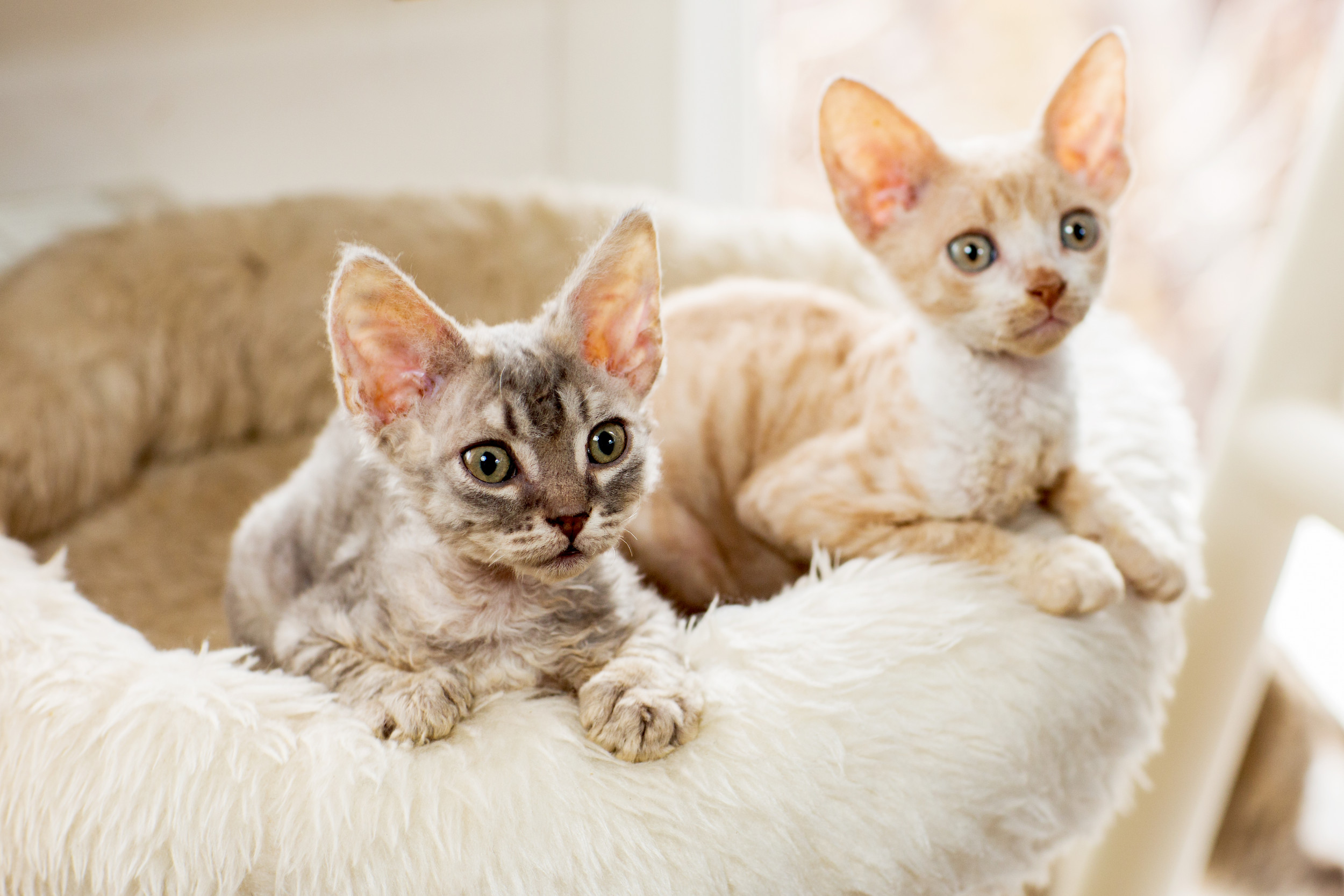 1930902-pair-cornish-rex-