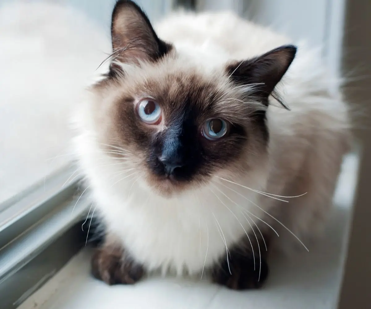 What are the Friendliest Cat Breeds: Top Loving Cats Revealed