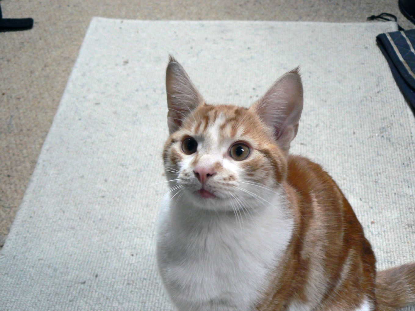 Couple Reunited With Cat Who Went Missing on Their Honeymoon 10 Years ...