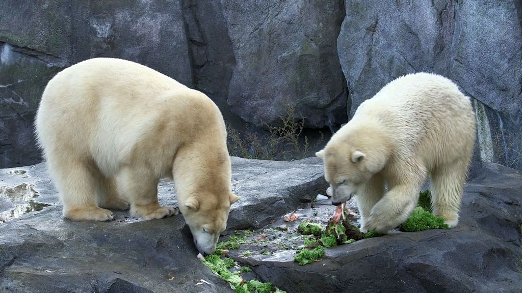 VIDEO: Chilling Out: Polar Bears Delight At Huge Frozen Salmon