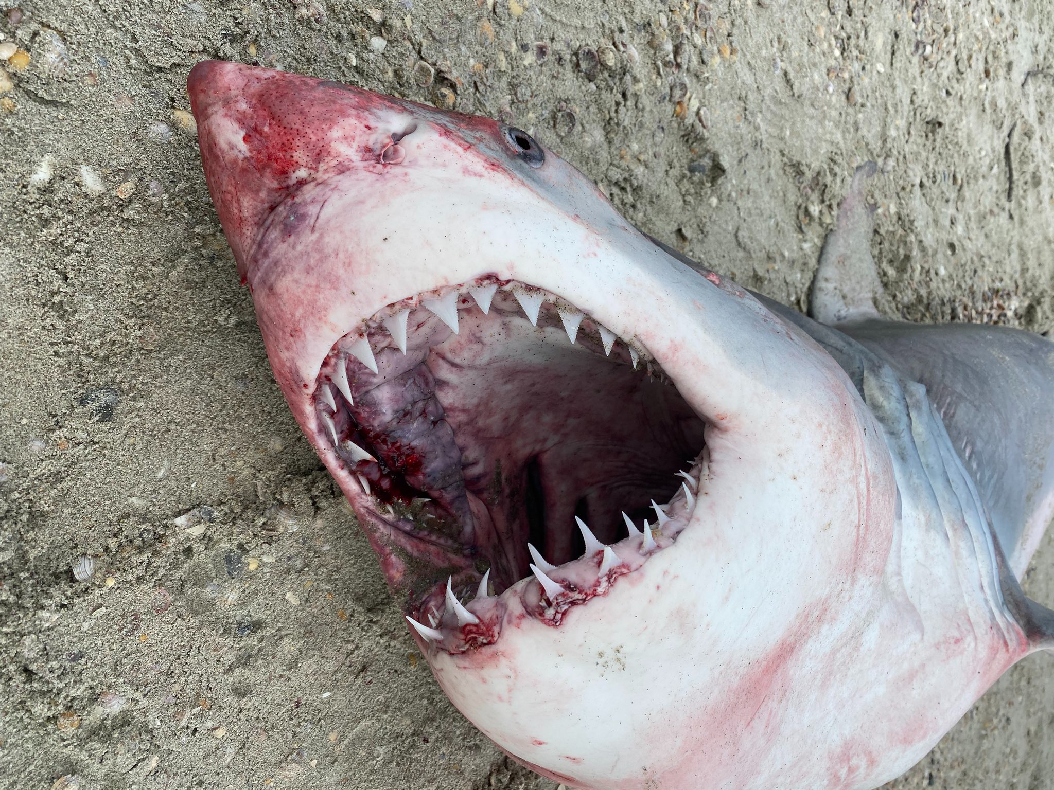 Large Dead Great White Shark Washes Up on New Zealand Beach