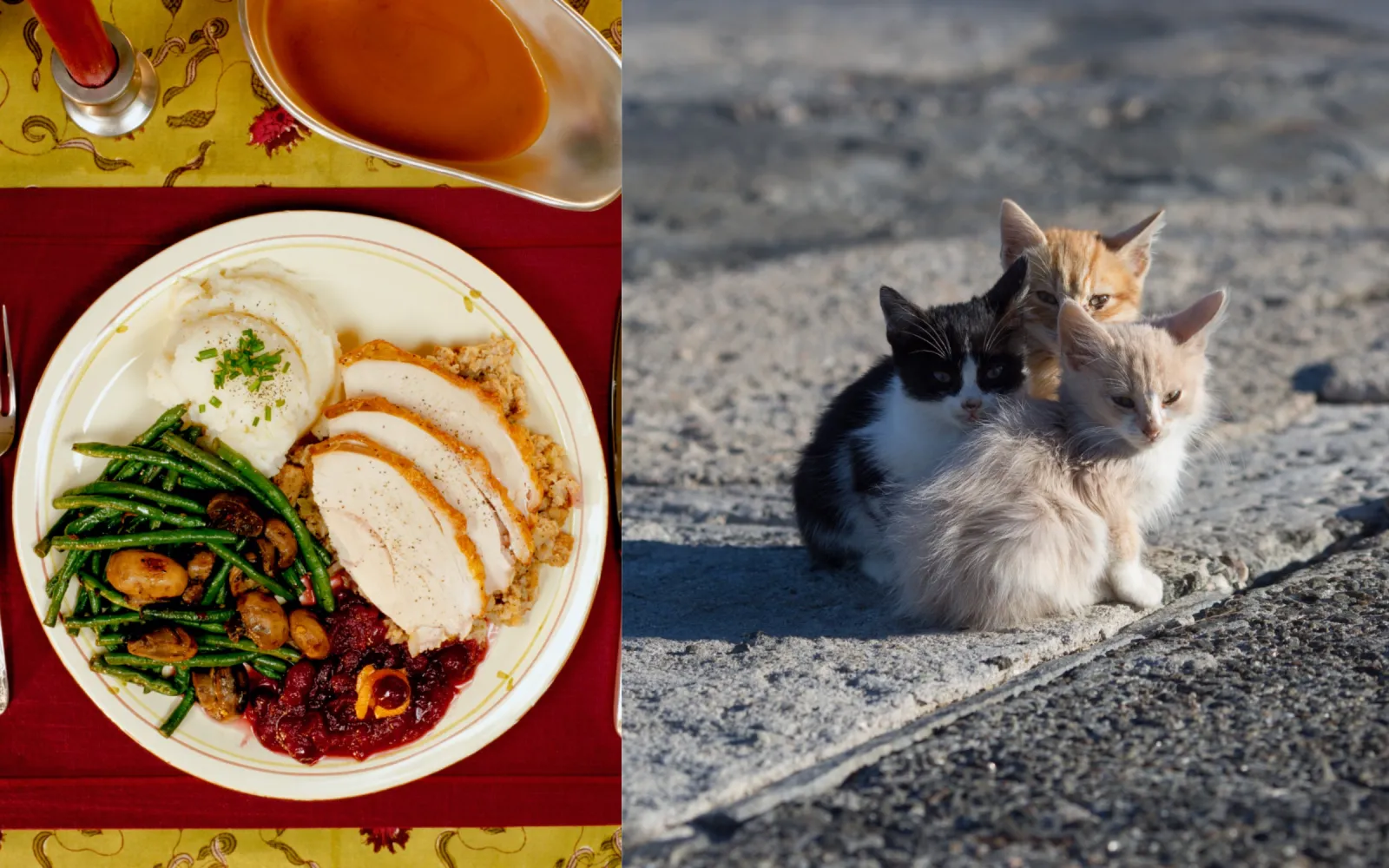 Stray Cat Colony Enjoys Home-Cooked Thanksgiving Dinner in Wholesome Video  - Newsweek, image size:1600x1000