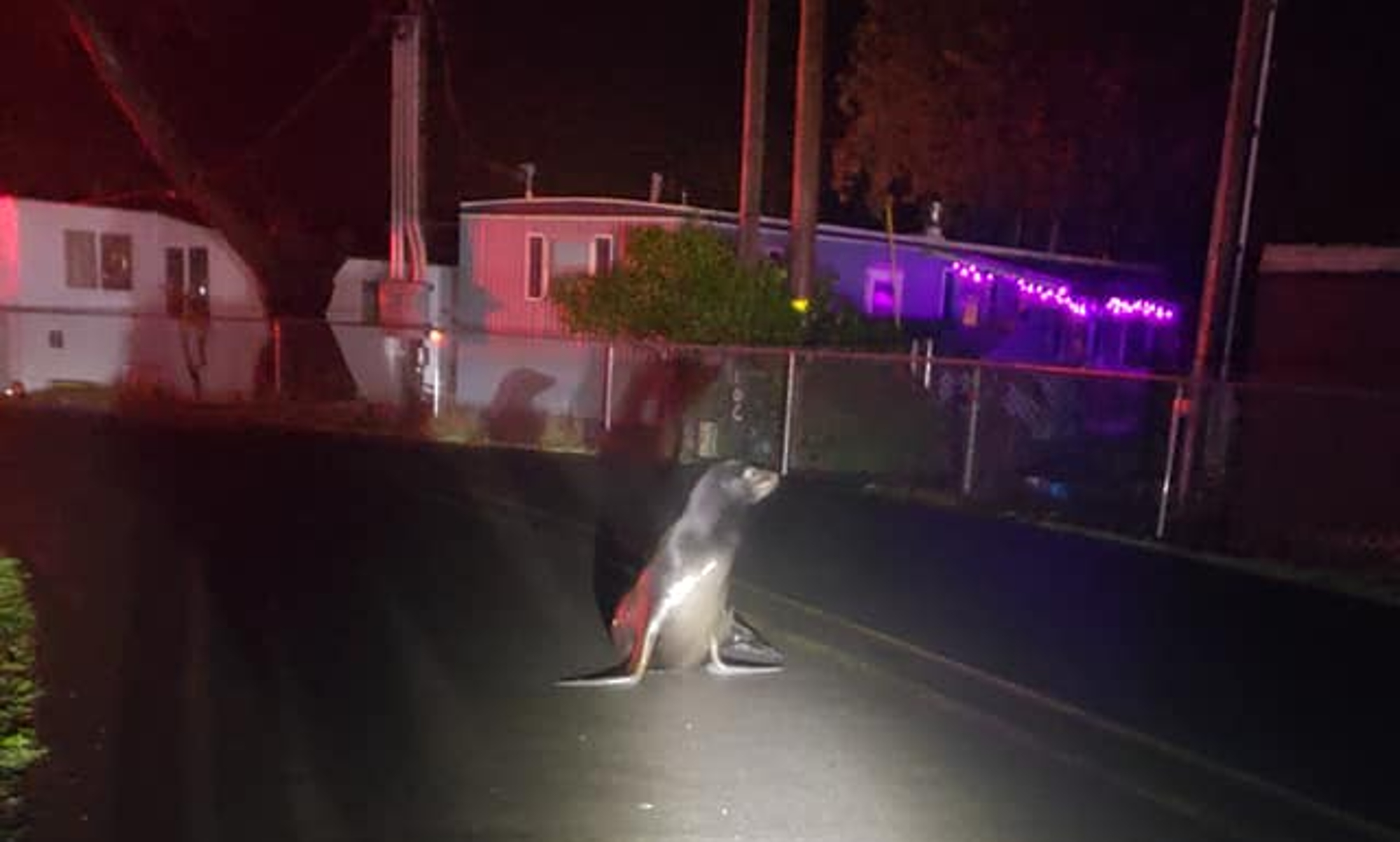 Sea Lion Caught by Police After Going for Wander Around Oregon