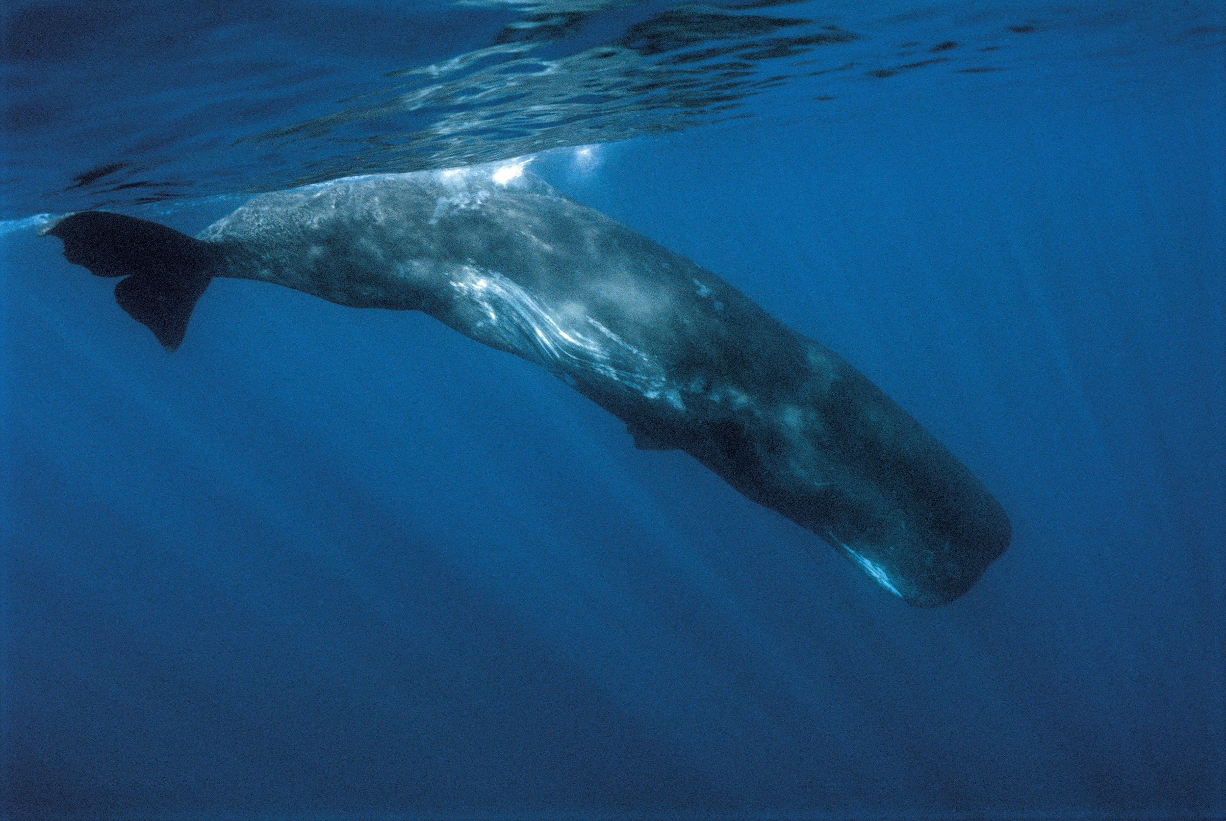1942941-sperm-whale.jpg?w=