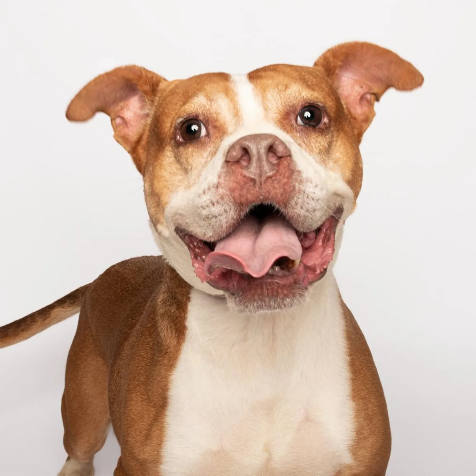 These 20 Amazing Dogs Are Looking for Amazing Owners - Newsweek