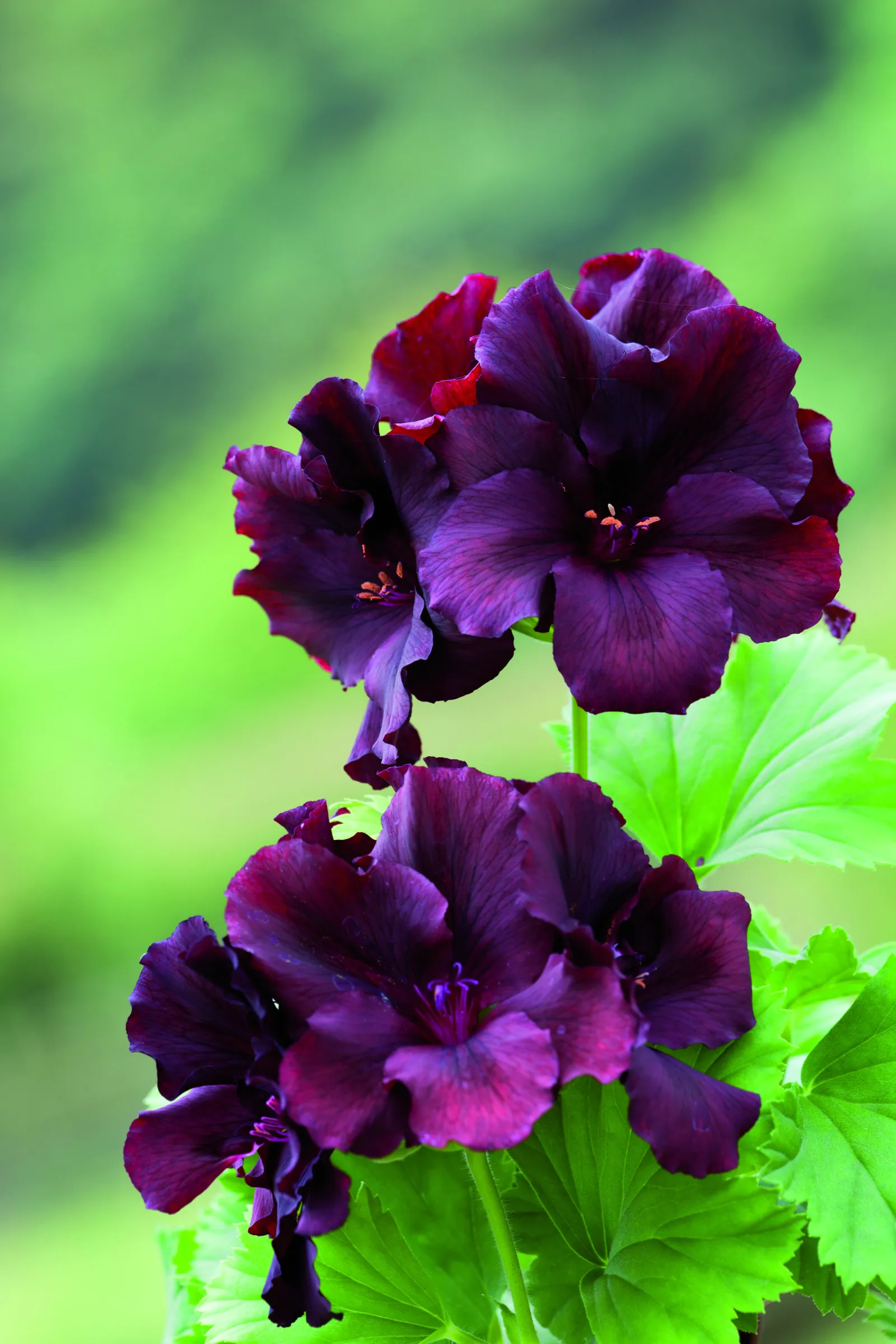 12 Exotic House Plants To Grow at Home - Newsweek