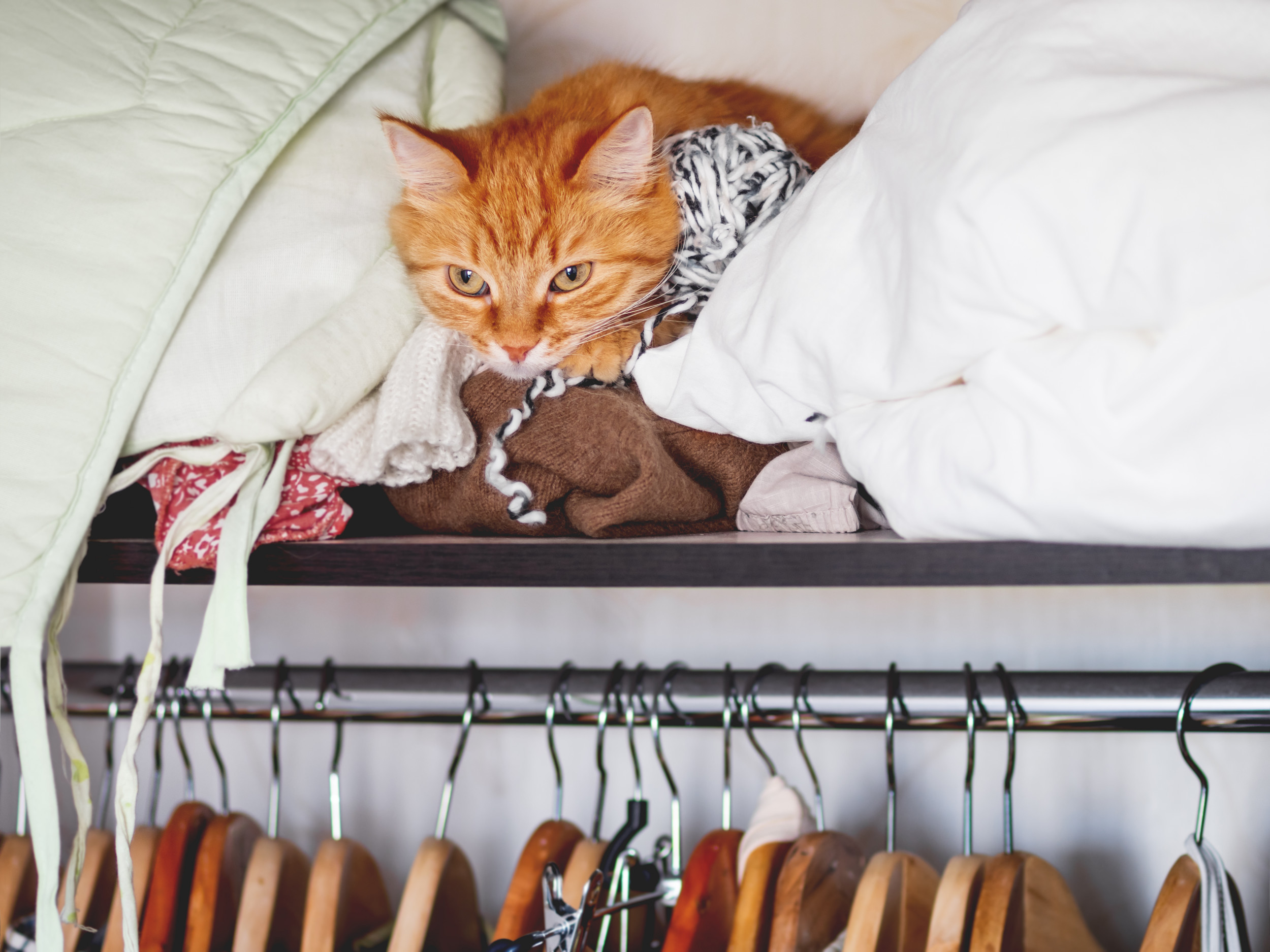 未使用品〜cat in the closet〜 Man Finds Terrified Ginger Cat Hiding in Closet After Owner 'Moved