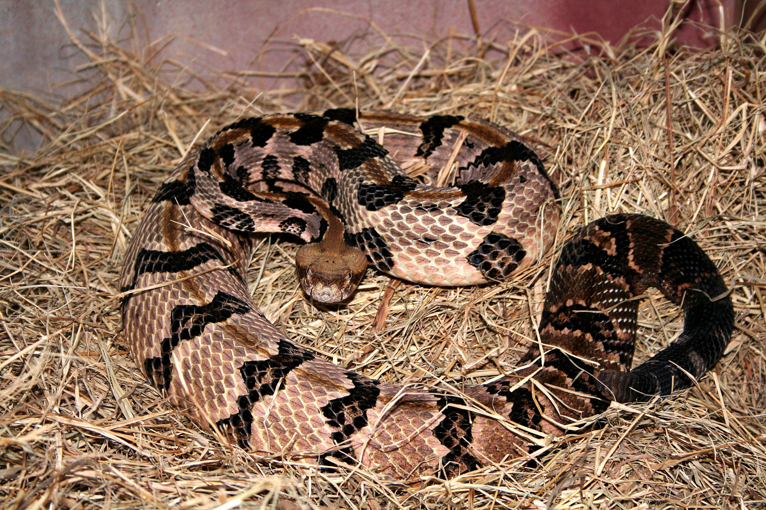 ジ*モ様 Star of Hollywood beams別注 snake 1951471-timber-rattlesnake.jpg