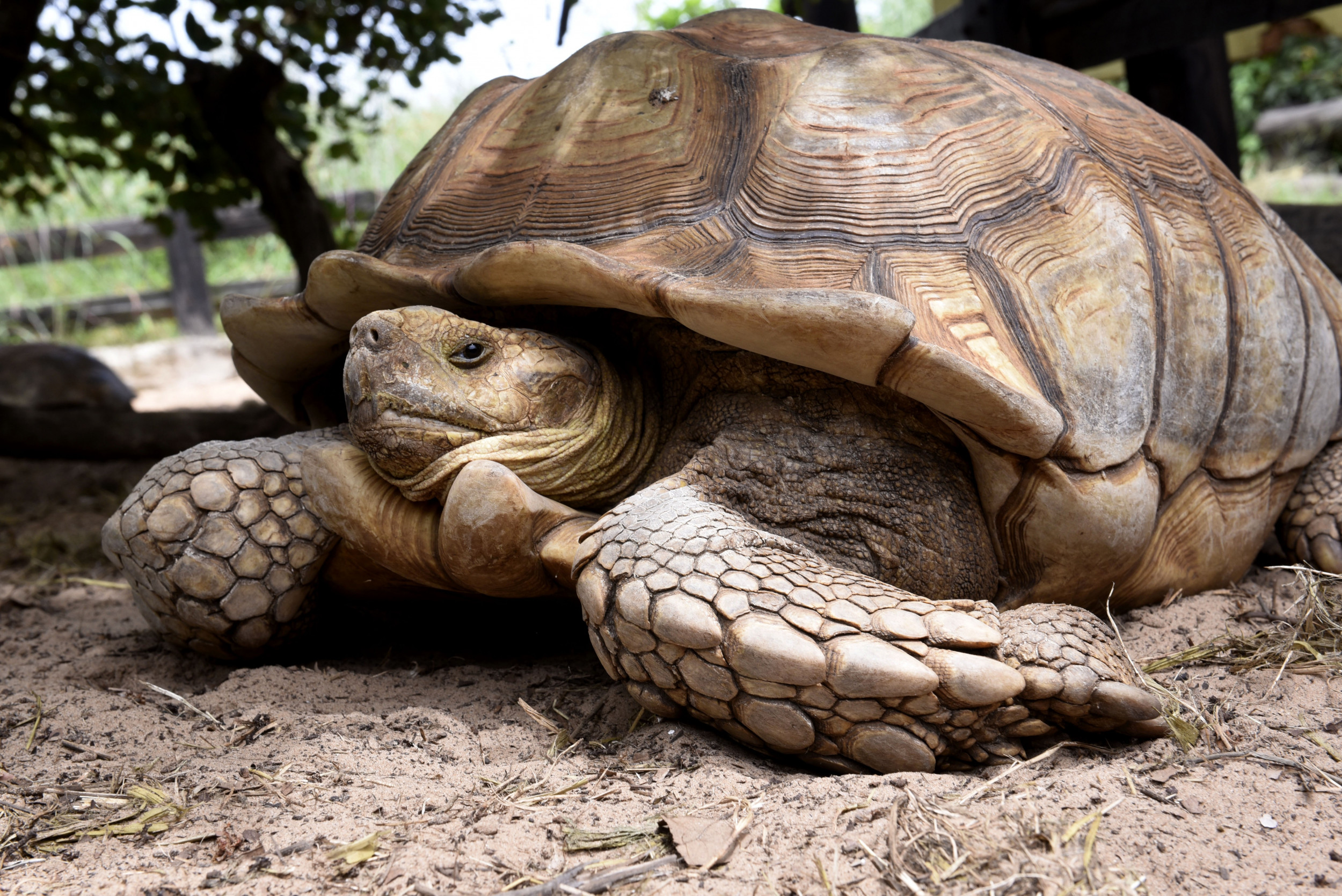 100-Pound African Tortoise Spotted on a Stroll Down a Pennsylvania