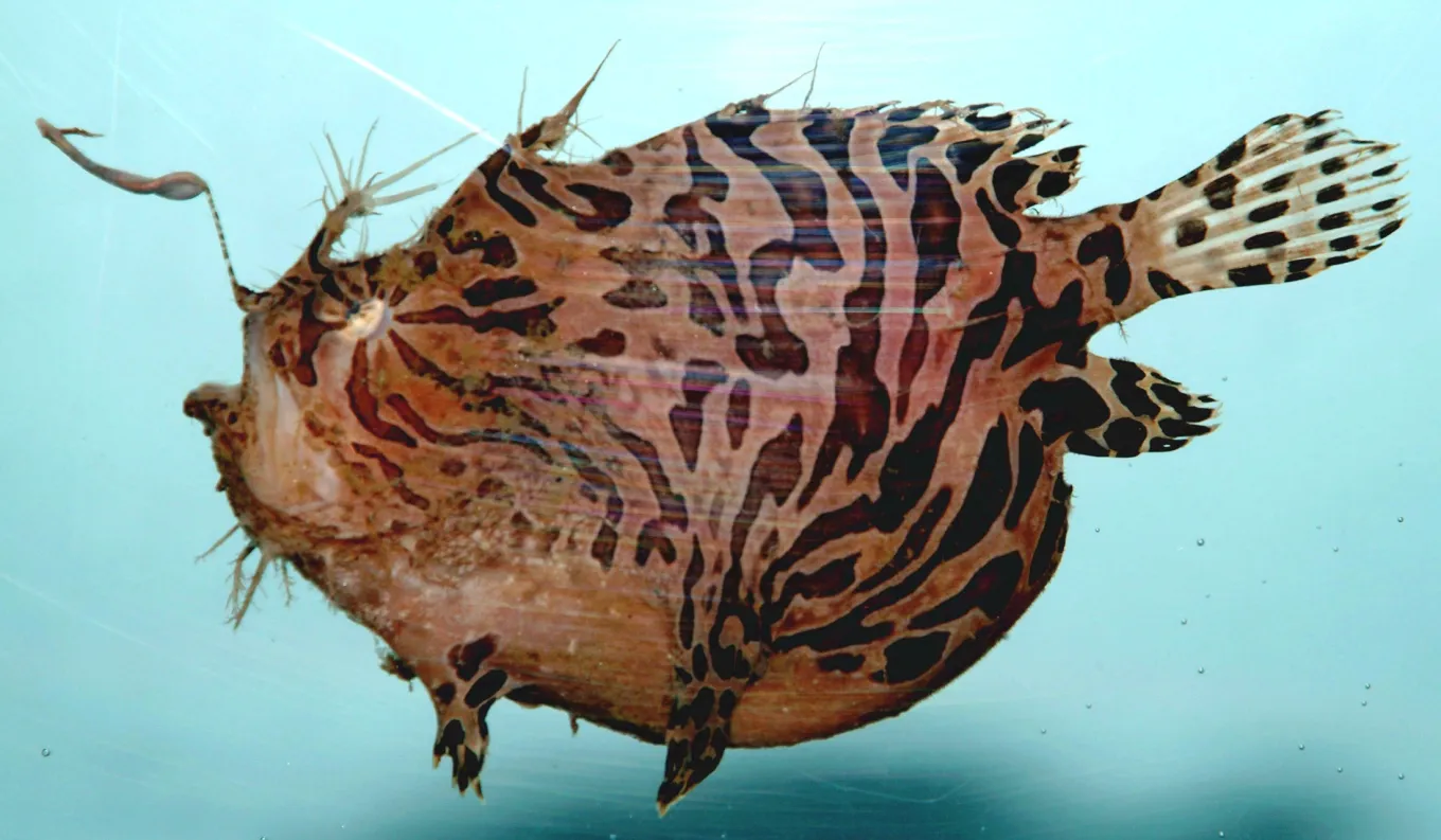 17 of the Weirdest-Looking Fish on Planet Earth - Newsweek