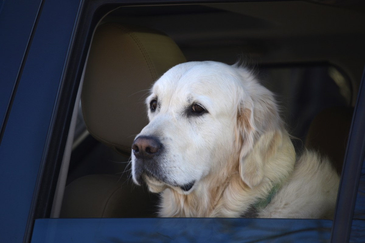 Woman Hurls Puppy at Officer in Getaway Attempt After Animal Abuse ...
