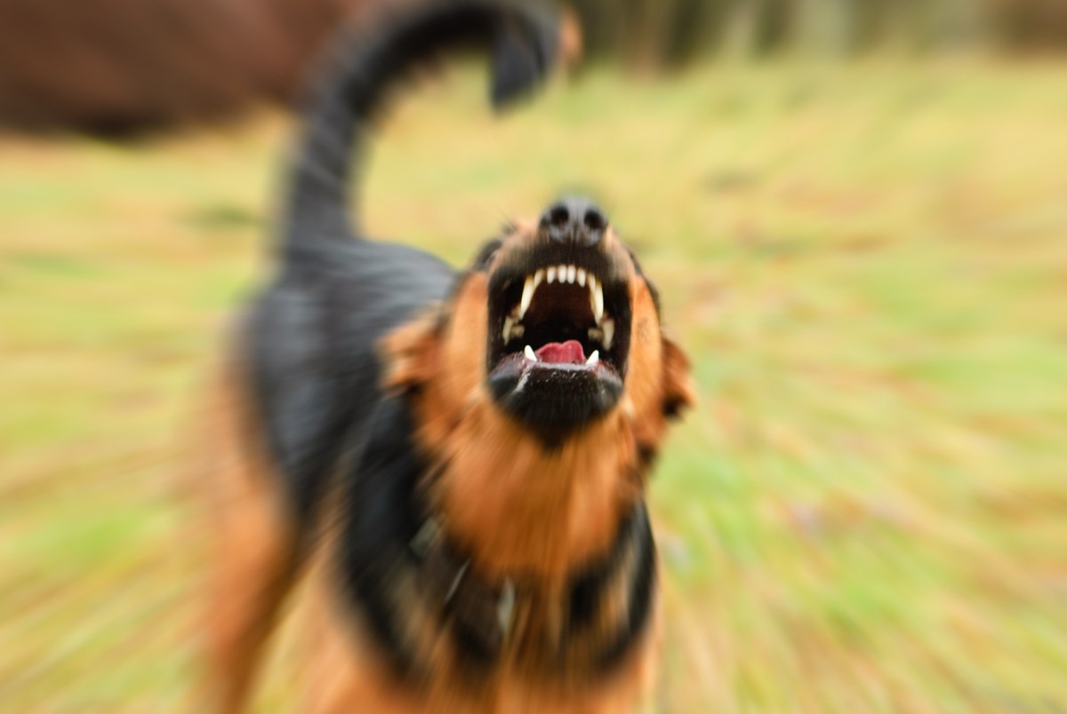 Boy, 3, Believed to Have Been Mauled to Death by Dogs After Wandering ...