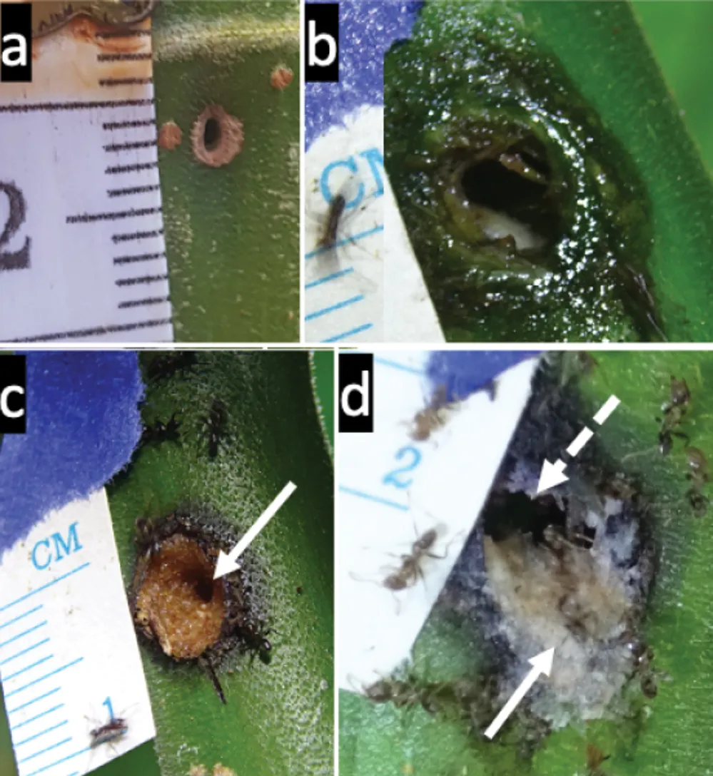 Ants Observed Healing Wounded Trees in Bizarre, Never-Before-Seen ...