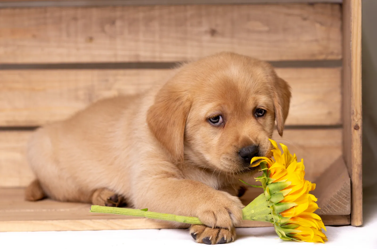 Labrador's Adorable Reaction to Puppy in Box Goes Viral Online - Newsweek, image size:1600x1059