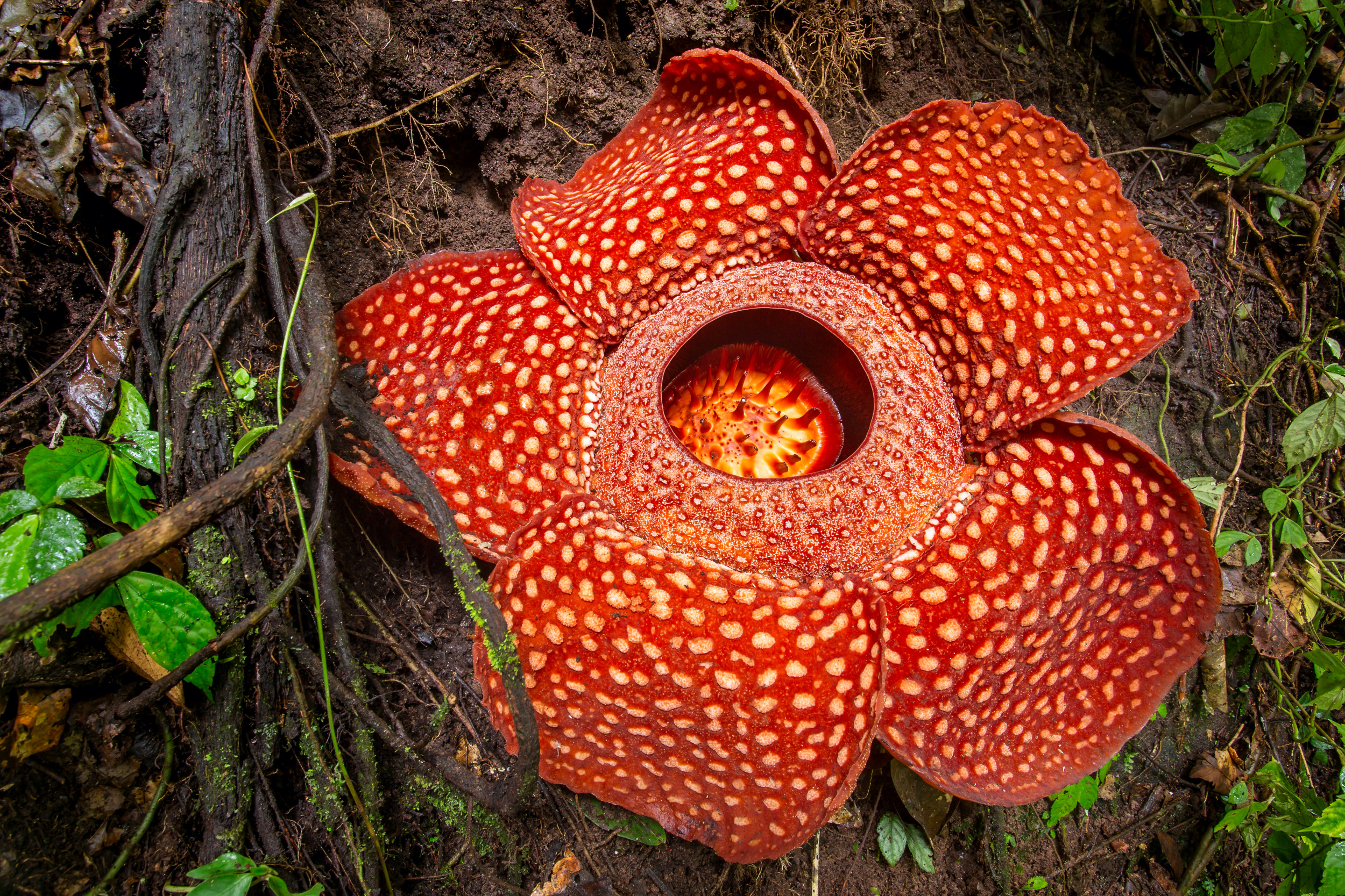 This 'Monstrous' Flower Attracts Victims by Mimicking Smell of