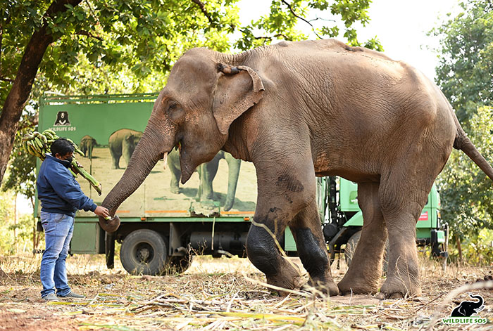 Heartbreaking Video Shows India's Skinniest Elephant Rescued ...