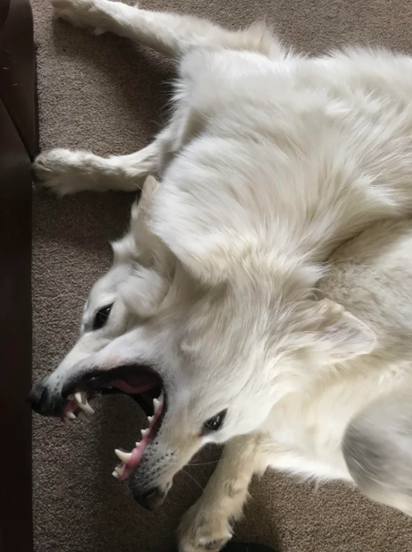 https://assets.newsweek.com/wp-content/uploads/2025/08/1973038-two-dogs-one-head.png?quality=75&w=1600&webp=1