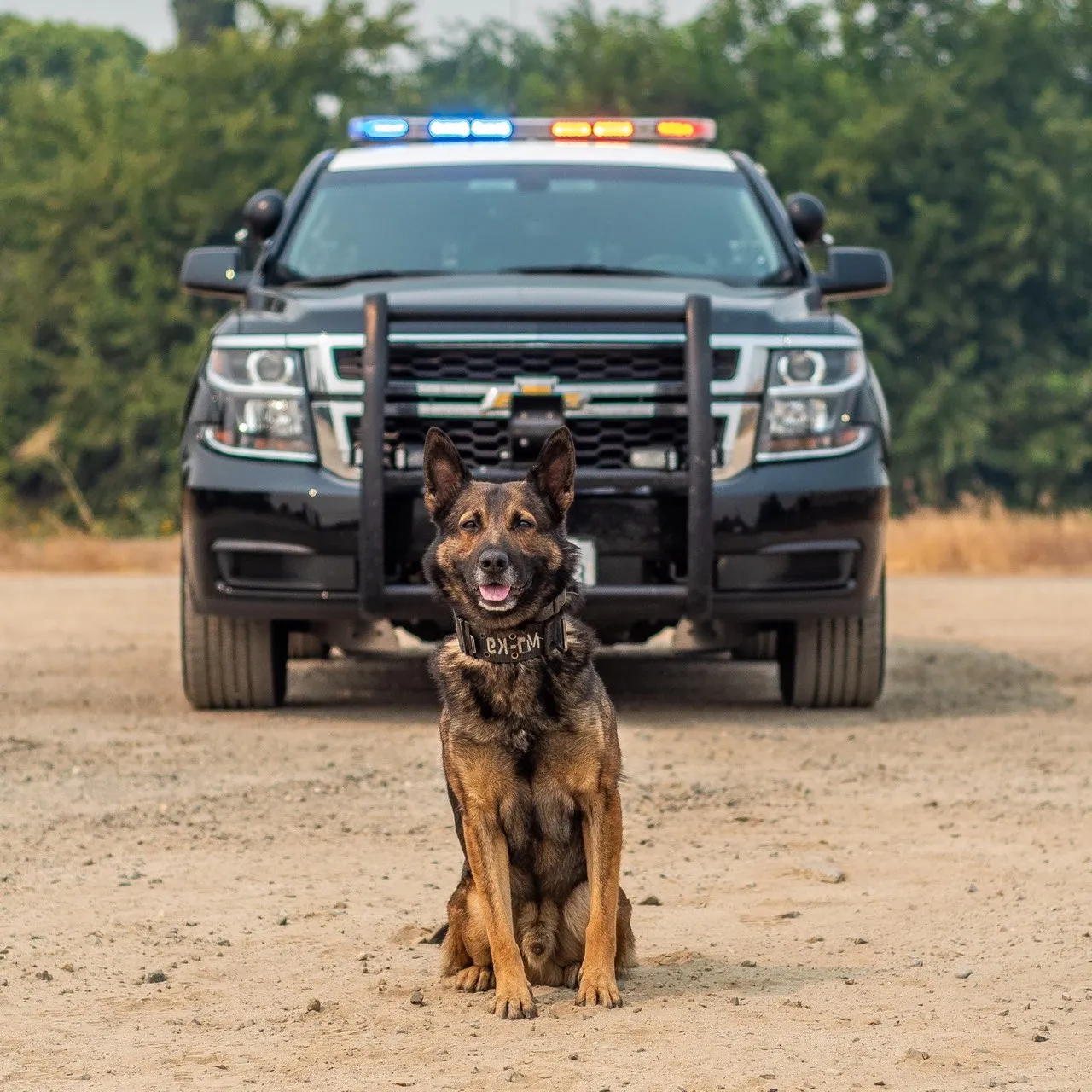 K9 Sniffs Out $3 Million Worth of Fentanyl During Traffic Stop - Newsweek
