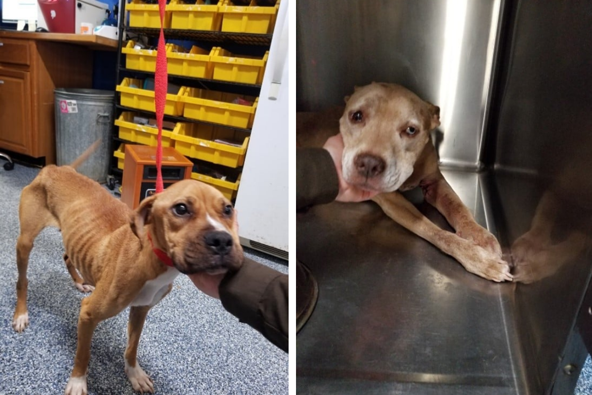 29 Starving Dogs and Puppies Rescued From Virginia Home - Newsweek
