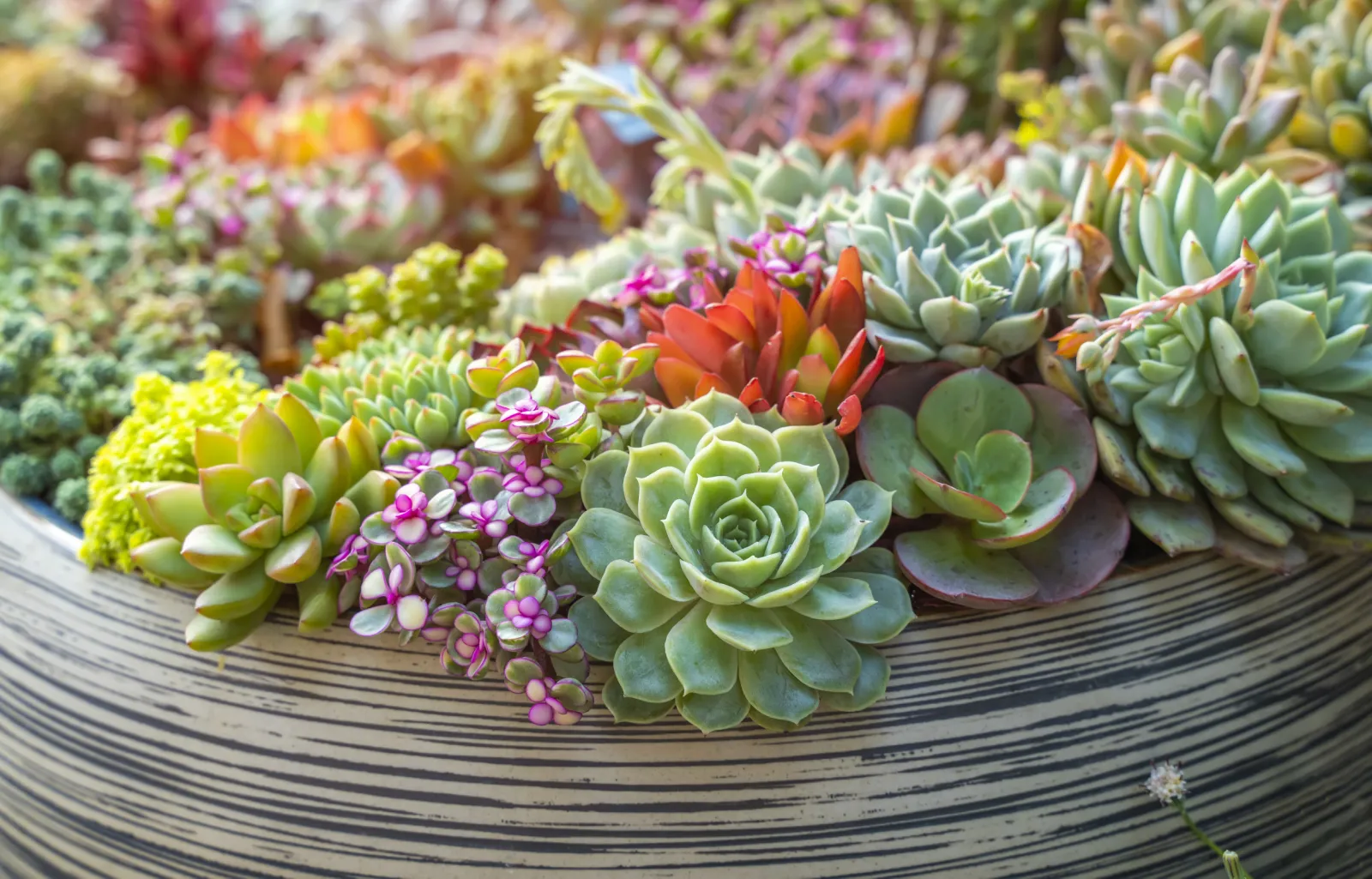 flower seeds for the garden Premium Flower Garden Starter Kit – The Old Farmer's Almanac Store