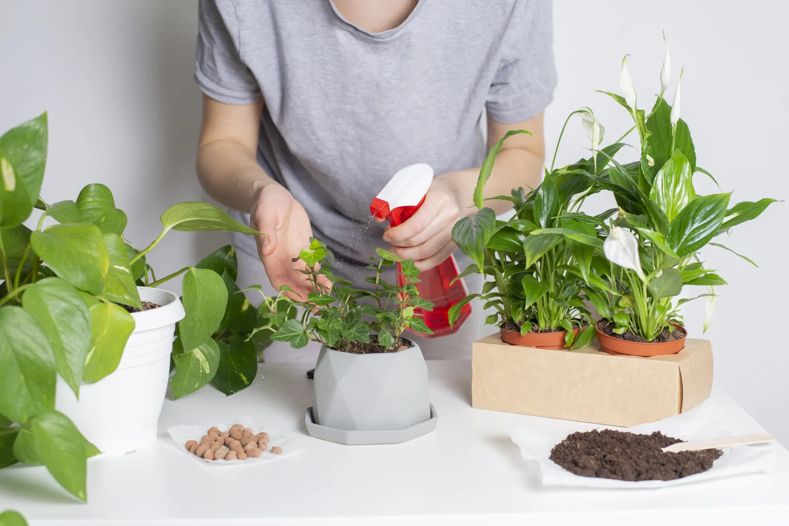 philodendron billietiae for sale Philodendron BILLIETIAE