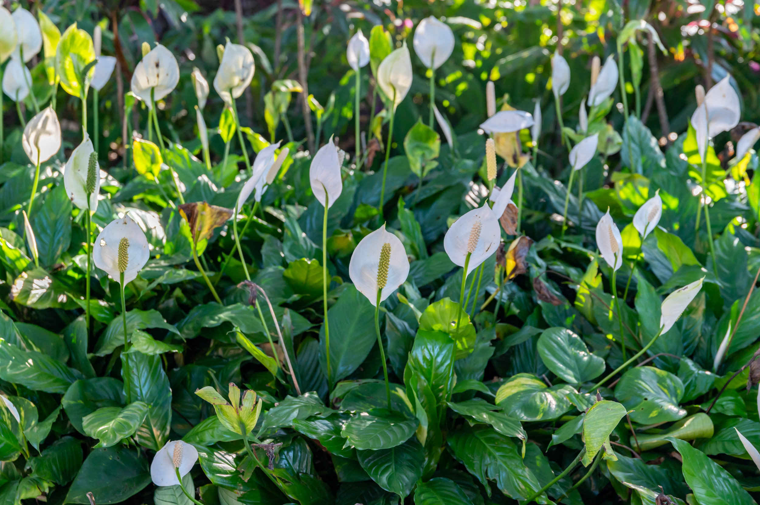 How to Care for a Peace Lily: Watering, Planting and Repotting - Newsweek