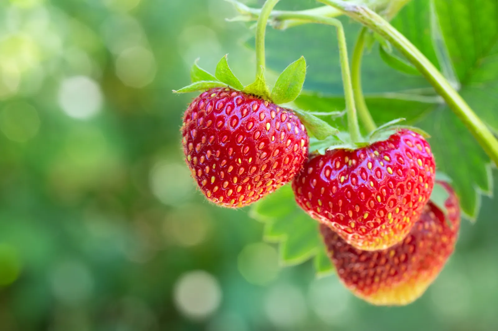 How to Grow Strawberries From Seeds in Pots and How Long They Take to Grow  - Newsweek