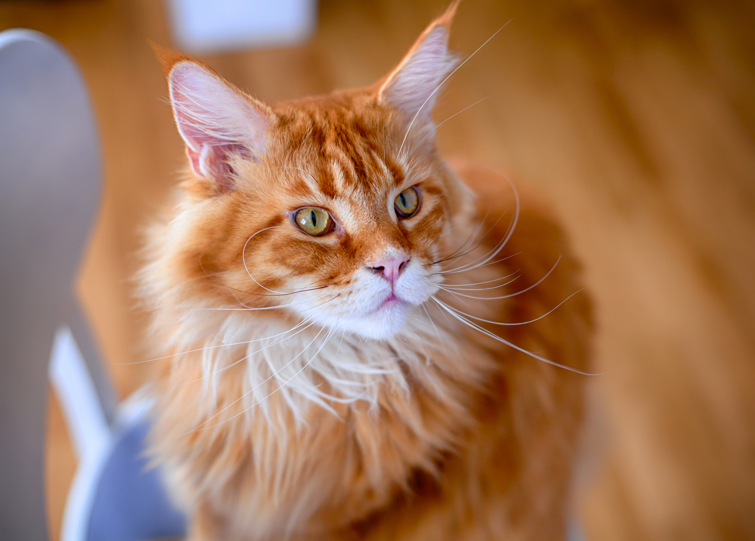 9 Orange Cat Breeds to Consider for Your Next Pet - Newsweek