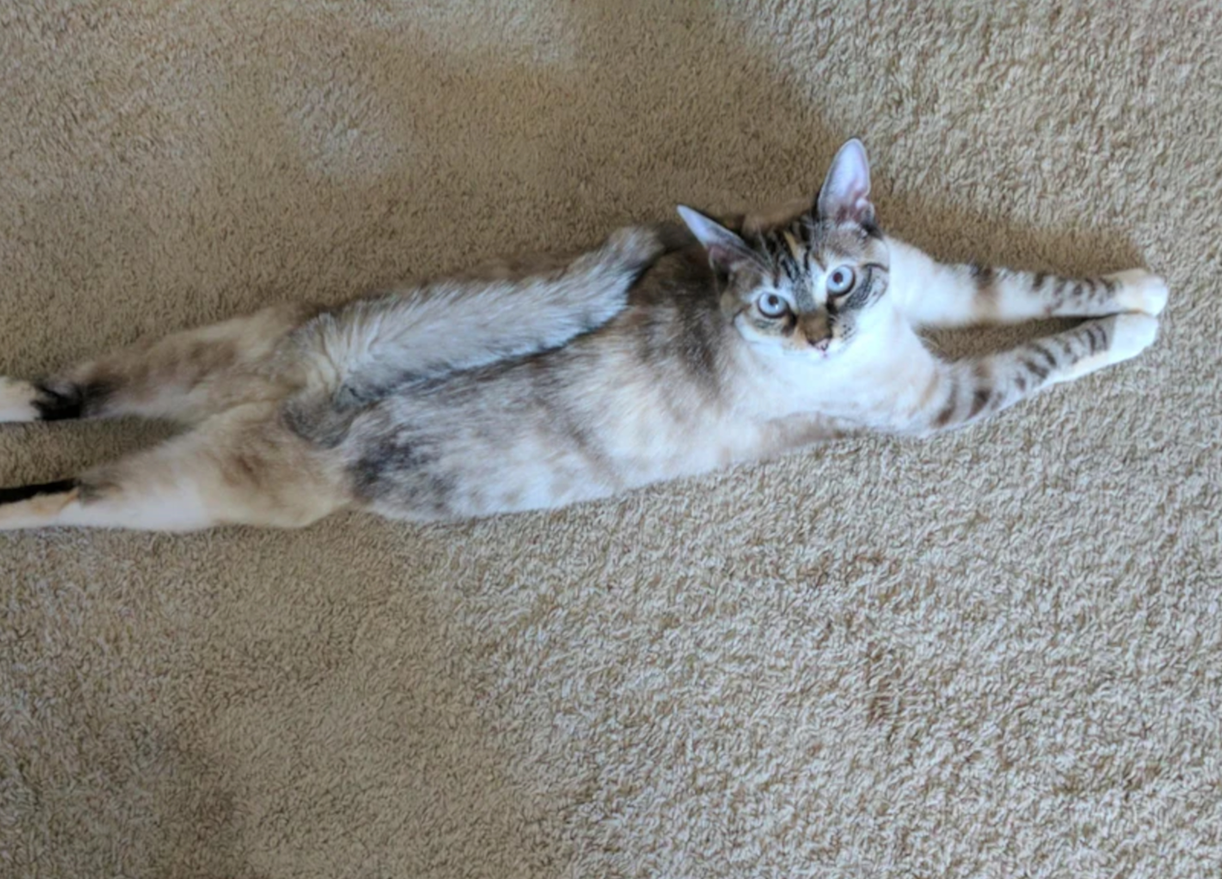 Cat's Bizarre Curled Tail Fascinates the Internet—'Part Lemur